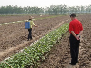 正阳县村民在给菜田打农药