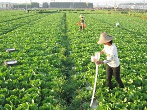 农民李大姐在用化肥给菜地施肥